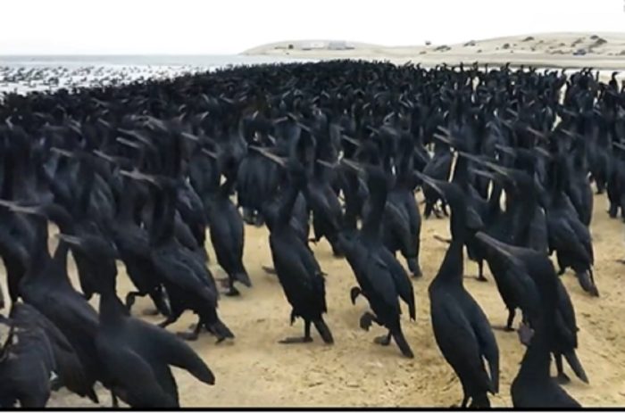 طائر الغاق السقطري يغزو السواحل القطرية في مشهد أبهر العالم (فيديو)