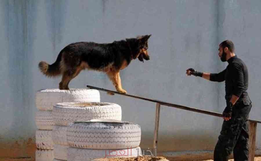 كلاب ضخمة في غزة تحارب كلاب الاحتلال العسكرية والمدربة